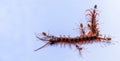 The Red Ant group is working together to bite the dead centipede to make sure it really is dead.