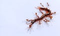 The Red Ant group is working together to bite the dead centipede to make sure it really is dead.