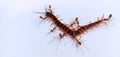 The Red Ant group is working together to bite the dead centipede to make sure it really is dead. Royalty Free Stock Photo