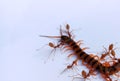 The Red Ant group is working together to bite the dead centipede to make sure it really is dead.