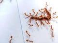 The Red Ant group is working together to bite the dead centipede to make sure it really is dead.