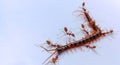 The Red Ant group is working together to bite the dead centipede to make sure it really is dead.