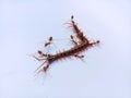 The Red Ant group is working together to bite the dead centipede to make sure it really is dead.