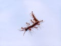 The Red Ant group is working together to bite the dead centipede to make sure it really is dead. Royalty Free Stock Photo