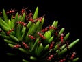 Red Ant herds small green aphids on green plant stem with black Royalty Free Stock Photo