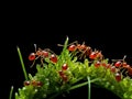 Red Ant herds small green aphids on green plant stem with black Royalty Free Stock Photo