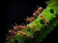 Red Ant herds small green aphids on green plant stem with black Royalty Free Stock Photo