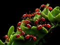 Red Ant herds small green aphids on green plant stem with black Royalty Free Stock Photo