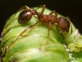 Red Ant herds small green aphids on green plant stem with black Royalty Free Stock Photo