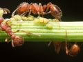 Red Ant herds small green aphids on green plant stem with black Royalty Free Stock Photo