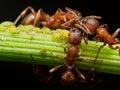 Red Ant herds small green aphids on green plant stem Royalty Free Stock Photo