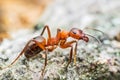 Red Ant Insect Macro