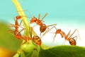 Ant work together Royalty Free Stock Photo