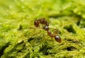 Red ant, Myrmica carrying ant among moss Royalty Free Stock Photo