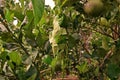 Red ant nest, colony of living ants on citron fruit tree Royalty Free Stock Photo