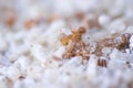 Red ant or oecophylla smaragdina fabricius in nest Royalty Free Stock Photo