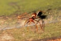Red ant photo Royalty Free Stock Photo