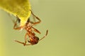 Red ant on a piece of grass Royalty Free Stock Photo