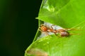 Red ant protecting its home