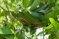 Red Ant\'s Nest on the Mango Tree, Raw and delicious Ingredients from Nature