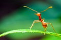 Red Ants stand on green leaves. Royalty Free Stock Photo