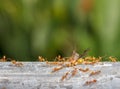 Red ant team work,Green tree ant ,Weaver ant. Royalty Free Stock Photo