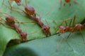 Red ant team work Royalty Free Stock Photo