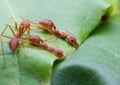 Red ant team work Royalty Free Stock Photo