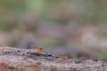 red ant on the tree