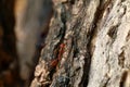 Ant red, Ant on tree texture Selective focus Royalty Free Stock Photo