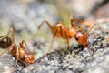 Red Ant Royalty Free Stock Photo