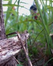 red ant between two weathered twigs Royalty Free Stock Photo