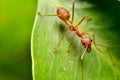 red ant is walking on green leaf. Royalty Free Stock Photo