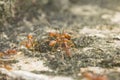 Red Ant Royalty Free Stock Photo