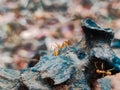 Red Ant on wooden part walking blur baground