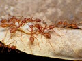 Red Ant working Macro in sect Ant moveing Egg. Royalty Free Stock Photo
