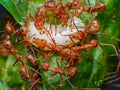 Red Ant working Macro in sect Ant moveing Egg. Royalty Free Stock Photo