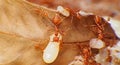 Red Ant working Macro in sect Ant moveing Egg. Royalty Free Stock Photo