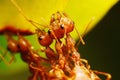 Red ant working on tree Royalty Free Stock Photo