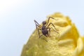 Red ant on a yellow flower petal Royalty Free Stock Photo