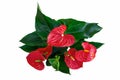 Red Anthedesia anthurium flowers isolated on white background. Top view Royalty Free Stock Photo