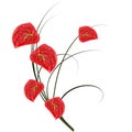 Red anthurium.