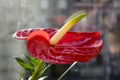 Red anthurium andraeanum in bloom