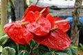 Red Anthurium Andreanum at the exhibition