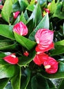 red Anthurium andreanum flowers