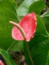 Red Anthurium Boy Flower in Full Bloom