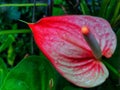 Red Anthurium Crystallinum flowers, blooming beautifully. Royalty Free Stock Photo