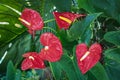 Red Anthurium or flamingo flower. Bright plant close-up, tropical background Royalty Free Stock Photo