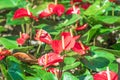 Red Anthurium or flamingo flowers