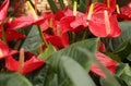 Red anthurium flower Royalty Free Stock Photo